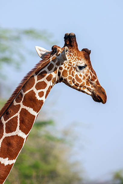 girafa-reticulada homem retrato, contra o pano de fundo de savana. tm - length south high up climate imagens e fotografias de stock