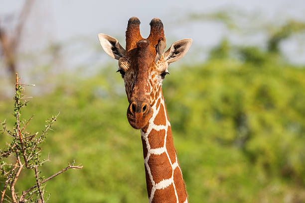 giraffa reticolata uomo ritratto, contro sfondo di savannah. tm - length south high up climate foto e immagini stock