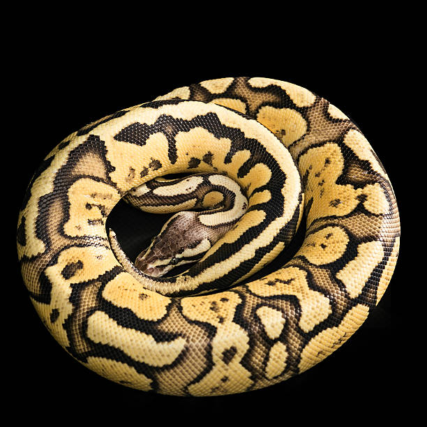 Bold Cobra Stock Photos, Pictures & Royalty-Free Images - iStock