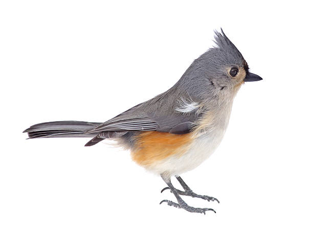 titmouse isolato - tufted tit foto e immagini stock