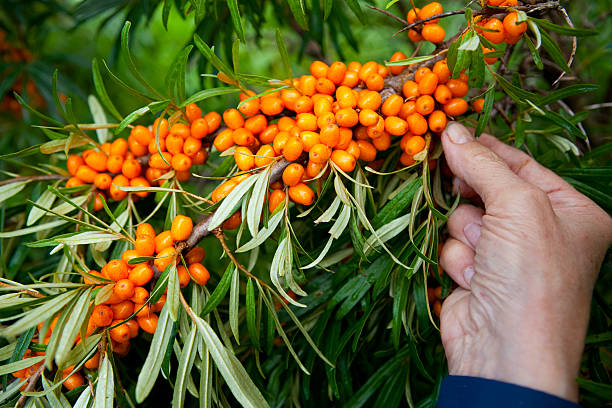 istock Picking sea-buckthorn berries 480175463
