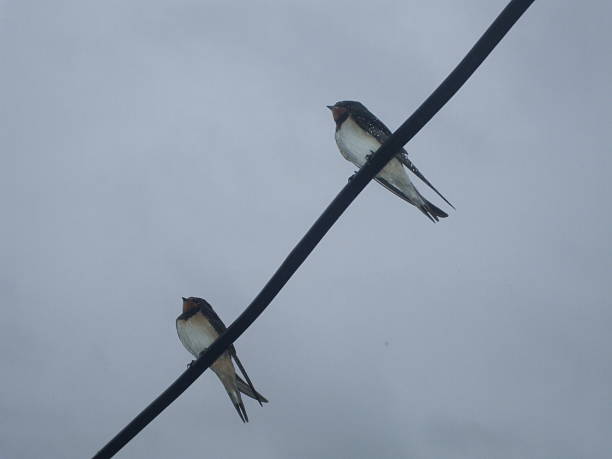istock Swallows sitting on electric cable in a rain 480175490