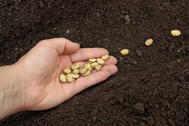 istock Planting seeds in soil 480175860