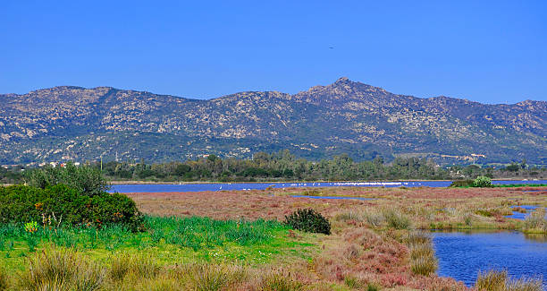 istock flamingos in San Teodoro pond 480176771