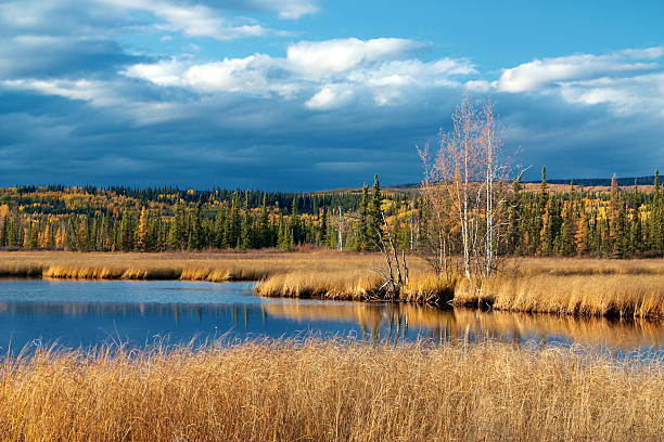 istock Lake with dry yellow grass 480177181
