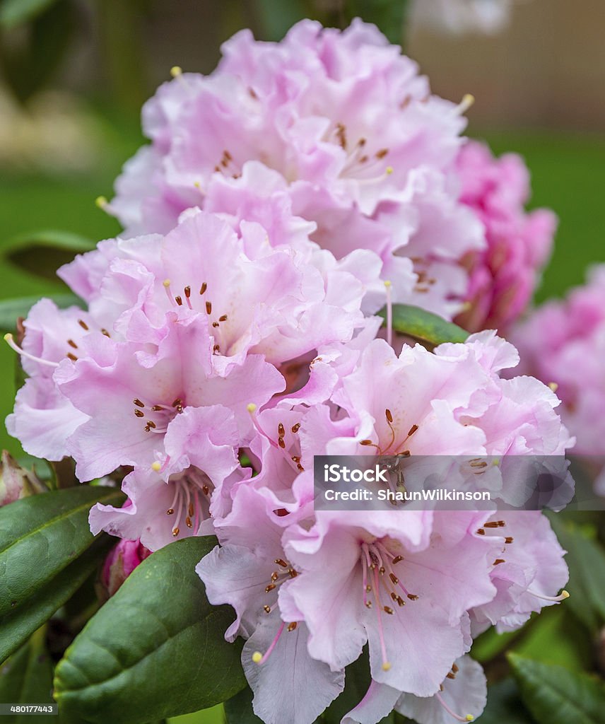 Pink rhododendron, Pink rhododendron, in flower shot Abstract Stock Photo