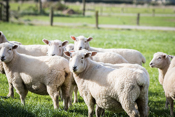 istock Flock of Sheep 480178060