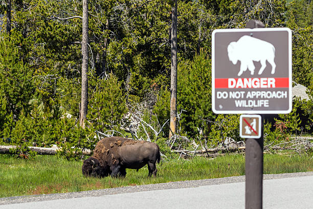 istock Bison in Yellowstone National Park 480178208