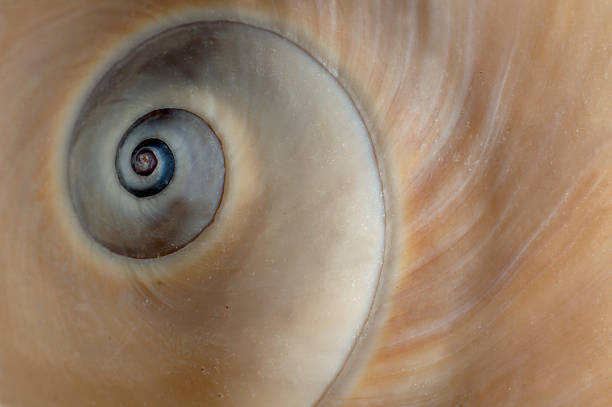 istock 2015_07_Mondschnecke_Makroaufnahme 480178542