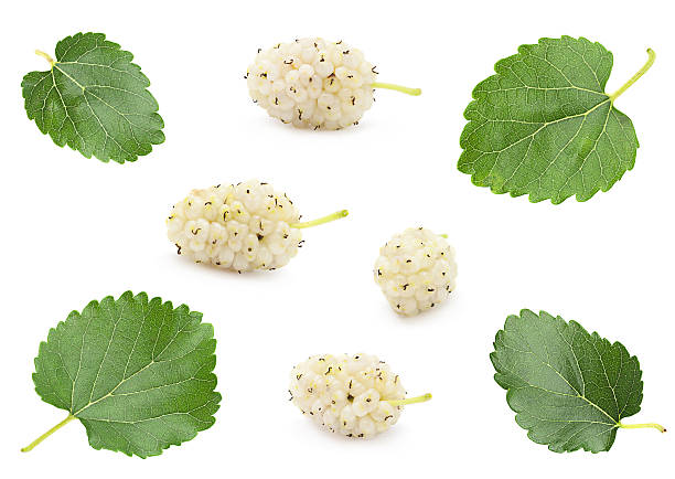 White mulberry with leaf set stock photo