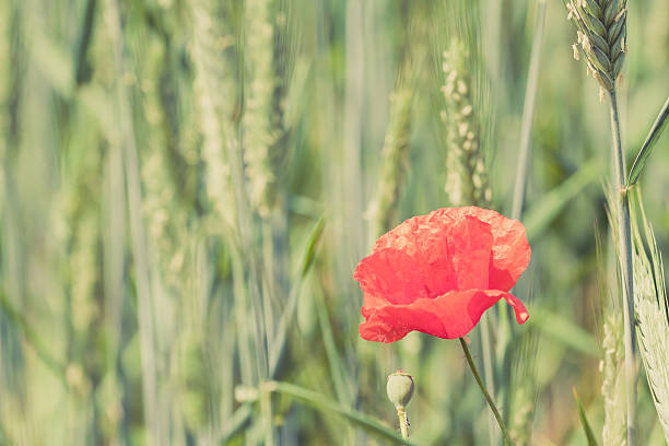 istock Poppy flower retro peaceful green background 480179080
