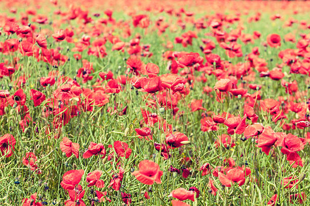 istock Poppy flowers retro peaceful summer background 480179096