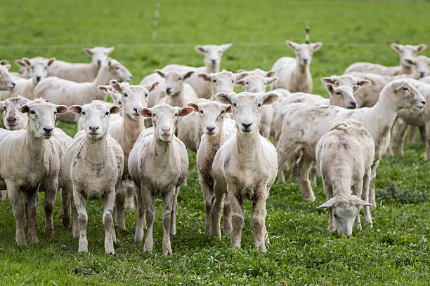 istock Flock of shorn Sheep 480179128