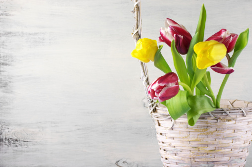 Red and yellow tulips in basket on vintage wooden background.