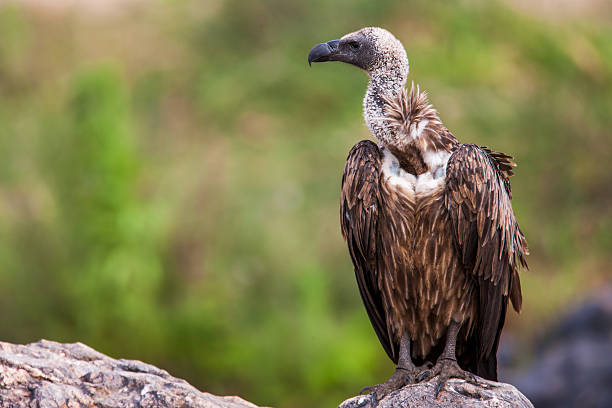 istock Close-up of a white-backed african vulture perched on 480179282