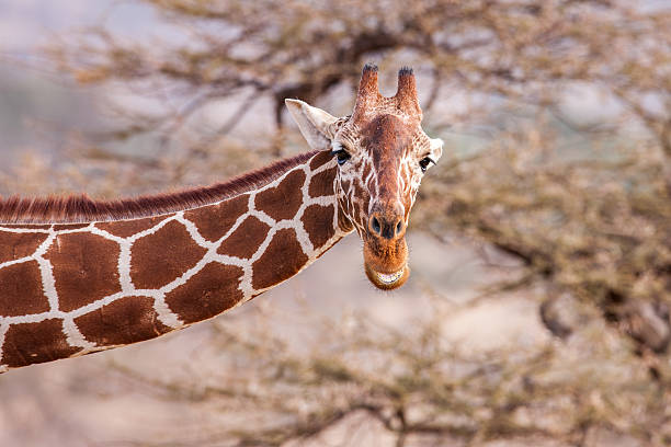 girafa-reticulada homem retrato, contra o pano de fundo de savana. tm - length south high up climate imagens e fotografias de stock