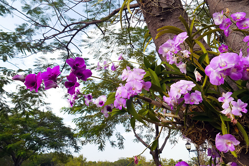 Pink orchid on tree in garden Thailand.