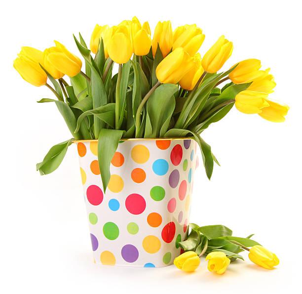 fresh tulips stock photo