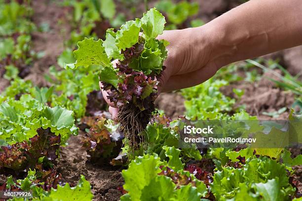 Hand Gathering Lettuce Stock Photo - Download Image Now - 2015, Active Lifestyle, Activity