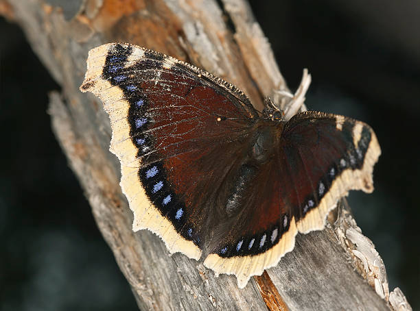 istock Camberwell beauty, Nympahlis antiopa 480182887