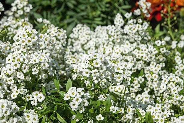 istock lot of small white decorative florets 480183144