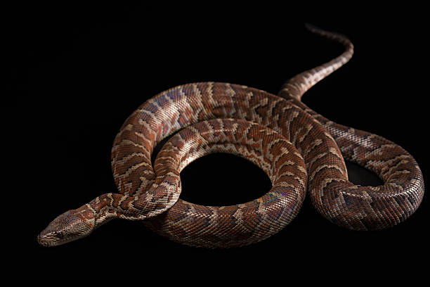 istock Hispaniolan boa, Chilabothrus or epicrates striatus 480183614