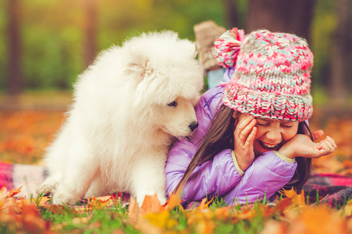 Little girl and white samoyed puppy outdoors in autumn