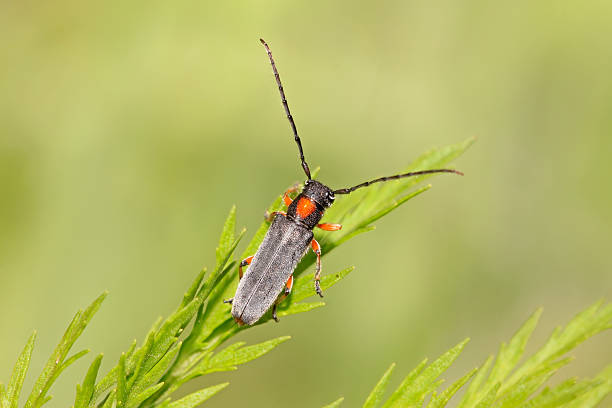 istock coleoptera cerambycidae insects 480185049
