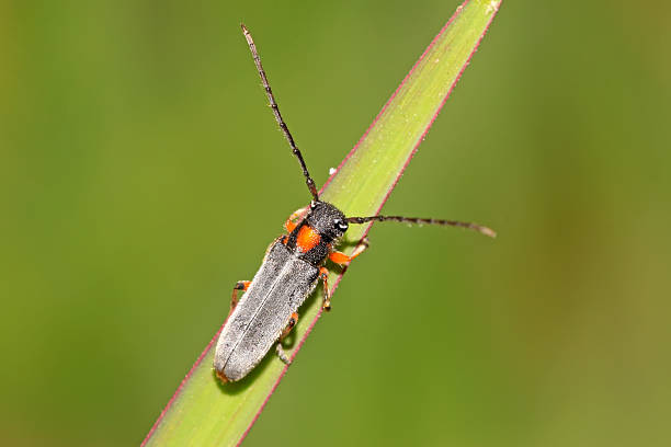 istock coleoptera cerambycidae insects 480185051