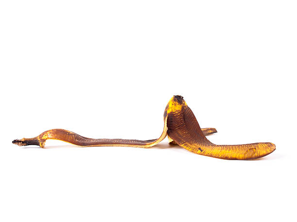 istock Slippery banana peel isolated over a white background 480185259