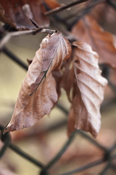 trockenes laub - chainlink fence fence leaf leaf vein ストックフォトと画像