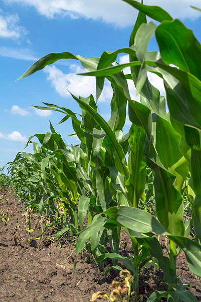 istock Green corn in agricultural field. 480186992