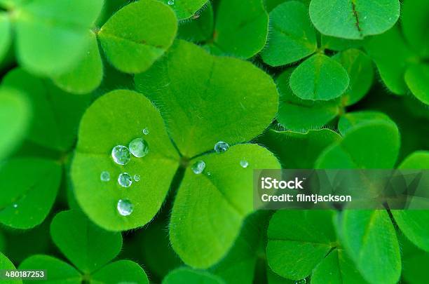 Trifoglio - Fotografie stock e altre immagini di Acqua - Acqua, Ambientazione esterna, Ambiente