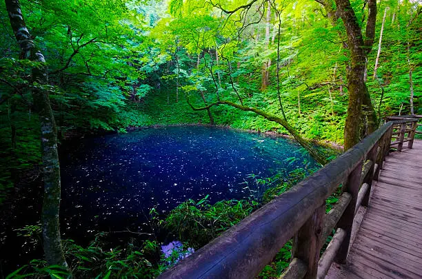 AOIKE Pond, SHIRAKAMI-SANCHI World Heritage, Aomori Prefecture/Japan, 2012/8/12..
