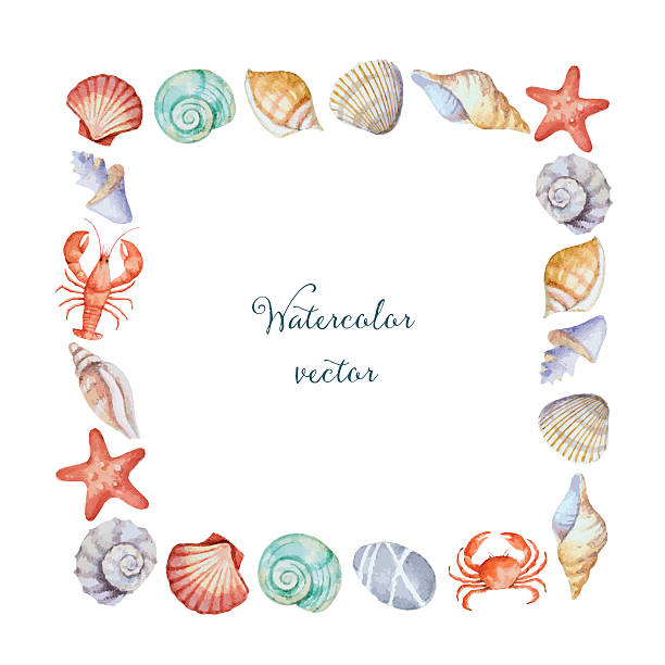 illustrations, cliparts, dessins animés et icônes de monture carrée aquarelle de la mer shells - vacations nature shell snail