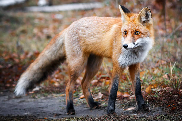 Red Fox In Forest Looking Away Stock Photo - Download Image Now