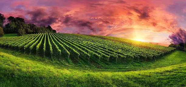 Panorama landscape with a vineyard on a hill and the magnificent red sunset sky