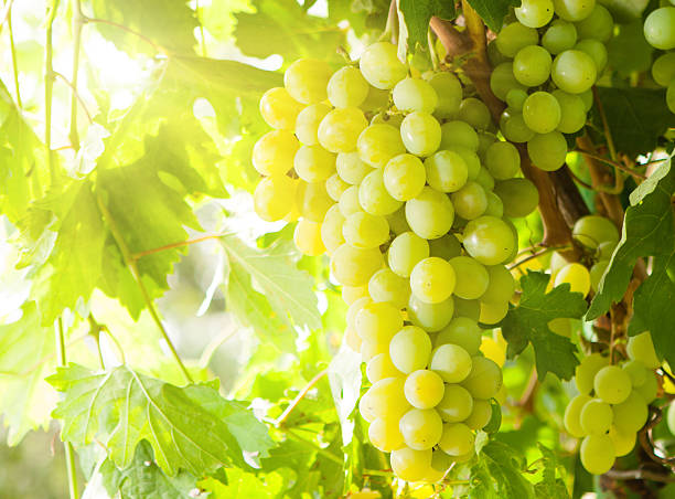Cтоковое фото Белый виноград
