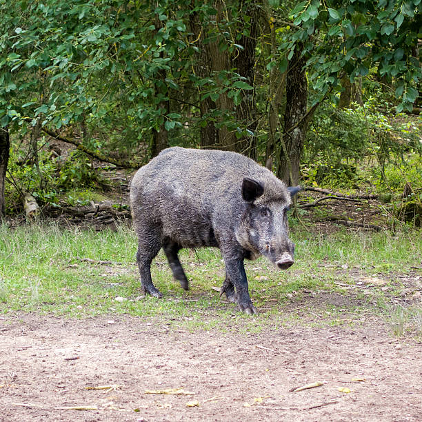 istock Feral pig, wild hog boar 480191026