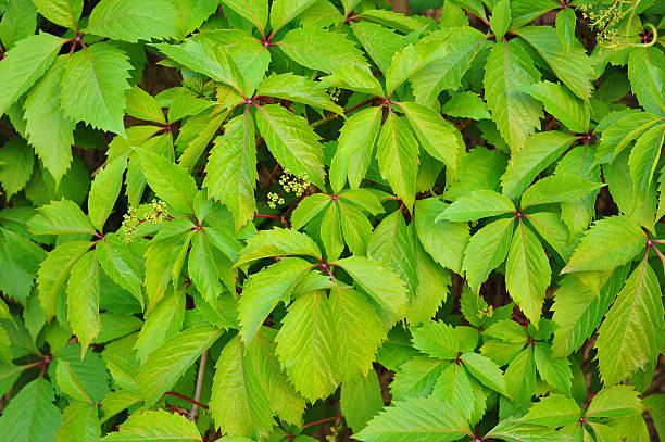 istock wall of Ivy 480191172