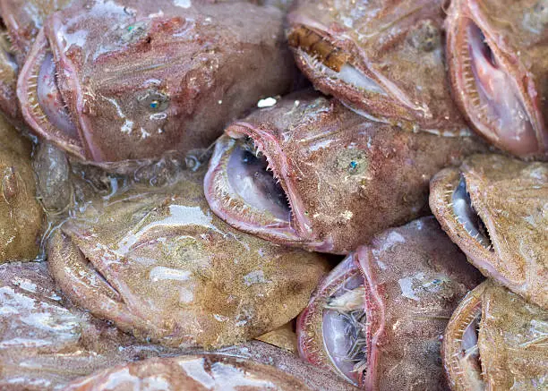 Monkfishes on a fishmarket