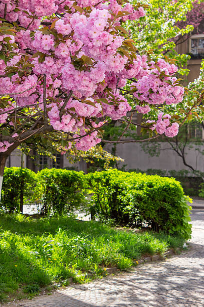 istock pink flowers of sakura branches above grass 480192893