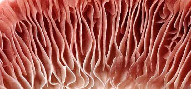 istock Mushroom macro detail 480194624
