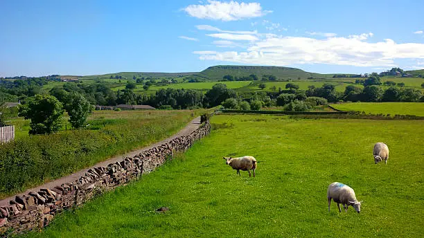Photo of Sheep in Haslingden Grange, England UK