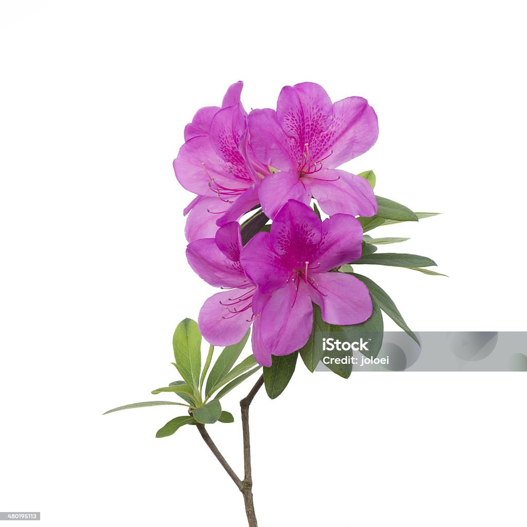 pink azalea pink azalea isolated on white background Azalea Stock Photo