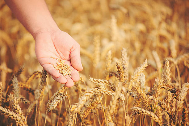 istock Closeup shot of hands holding wheat seed 480195598