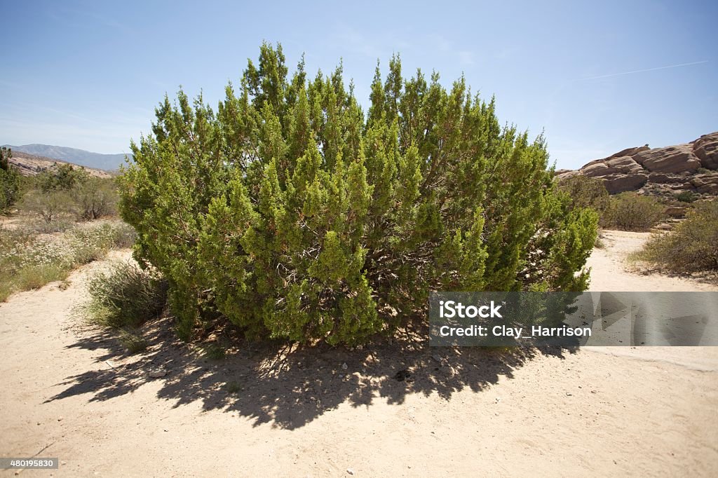 California Juniper California juniper in the high desert of the mojave. California Juniper Tree Stock Photo