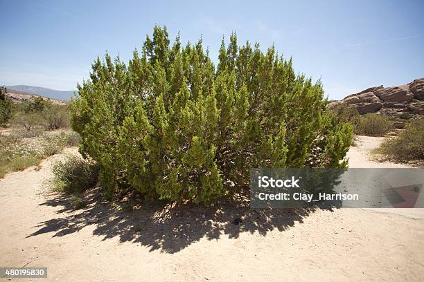 California Juniper Stock Photo - Download Image Now - California Juniper Tree, 2015, Horizontal