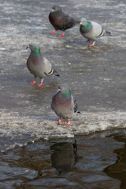 istock pigeons with colored neck and red legs walking on ice 480196253
