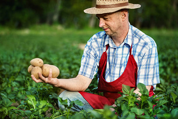 istock farmer looking his potato harvest at field row 480196279